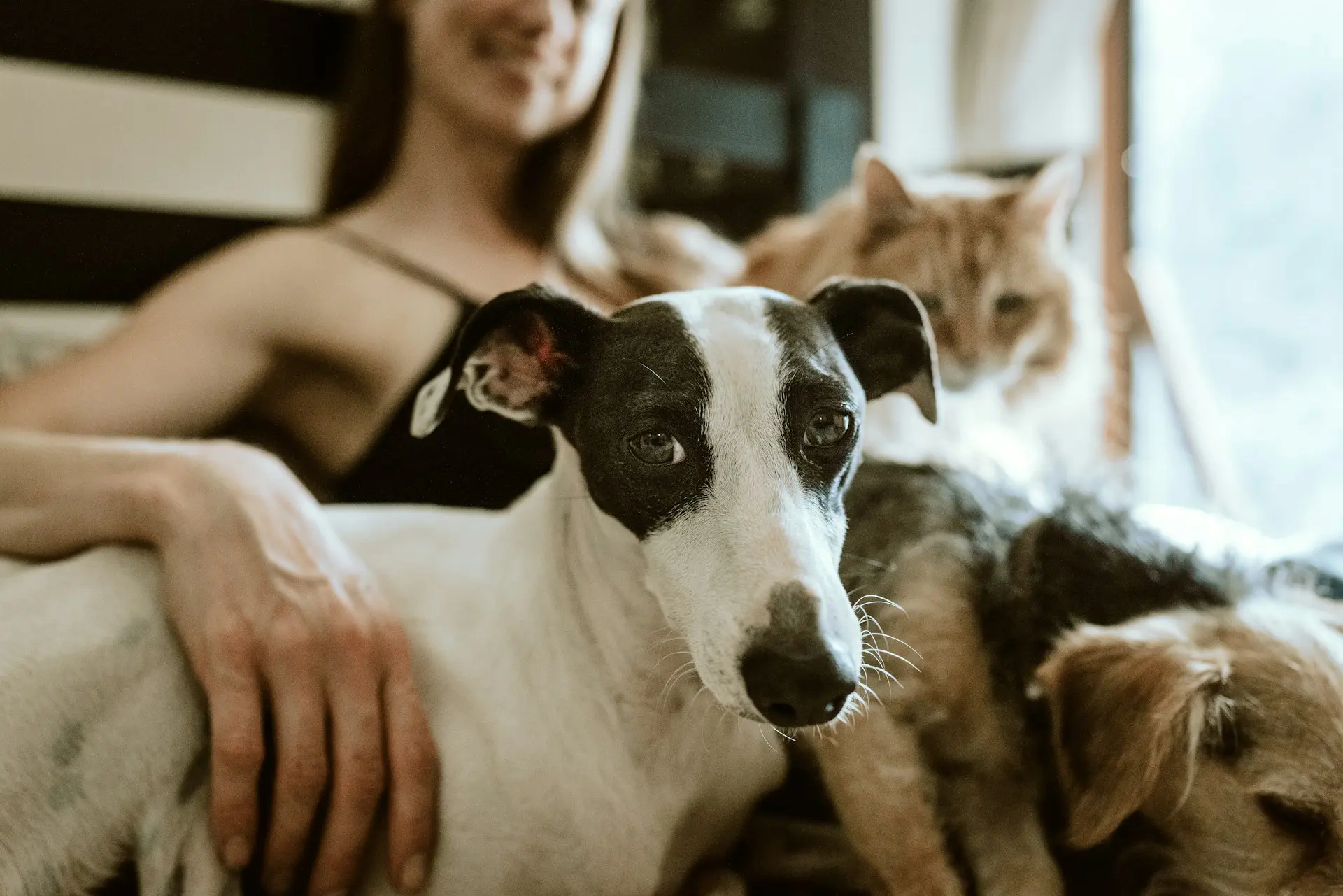 A pet owner is sitting on the couch with her cat and dog.