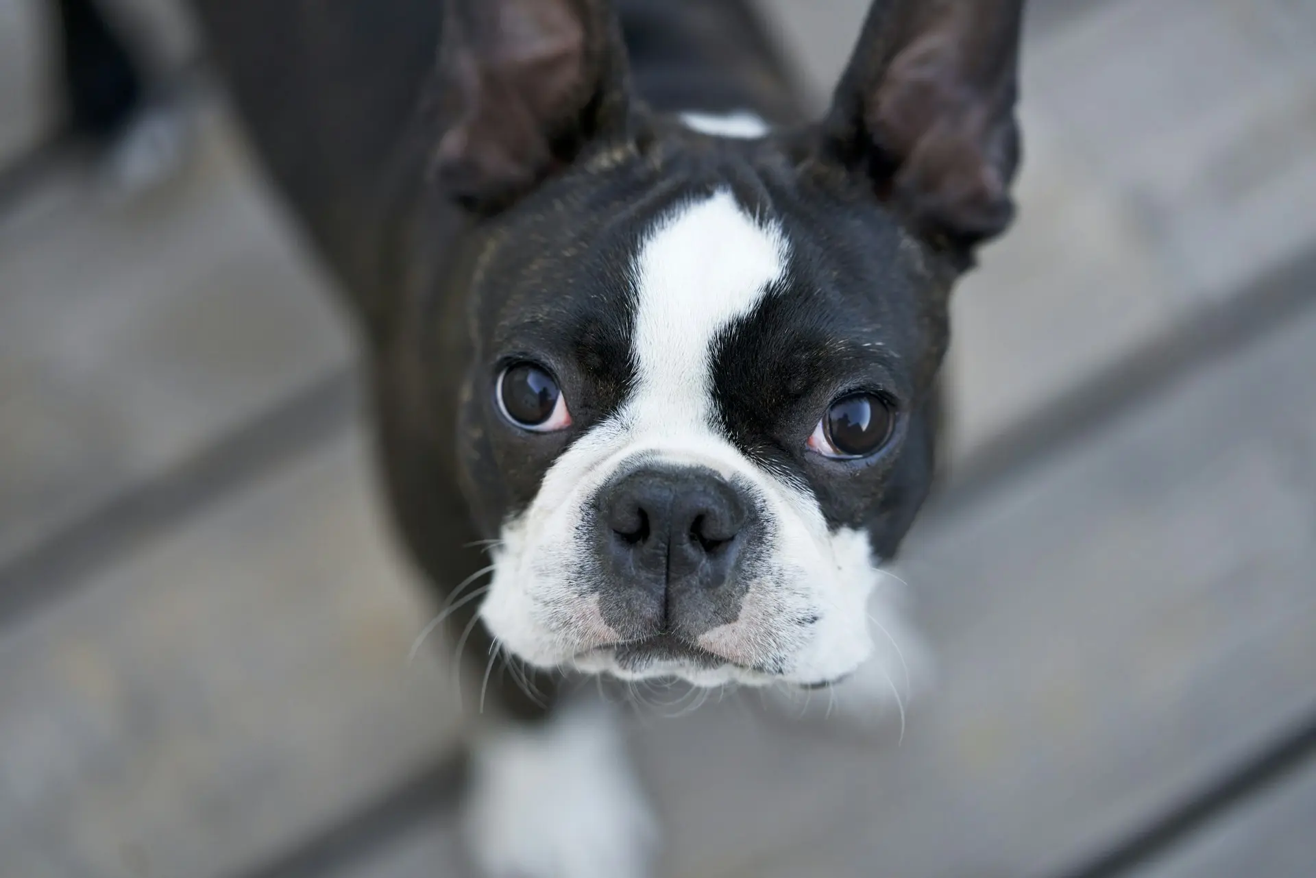 A Boston Terrier ("Smoosh Face" Dog) looking up.