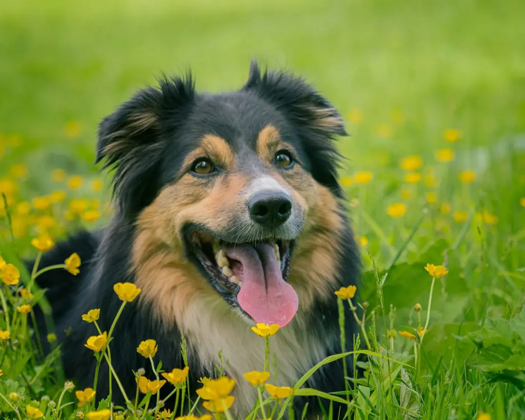 A dog is laying in a field with yellow flowers relaxing after going under veterinary anesthesia for an endoscopy.
