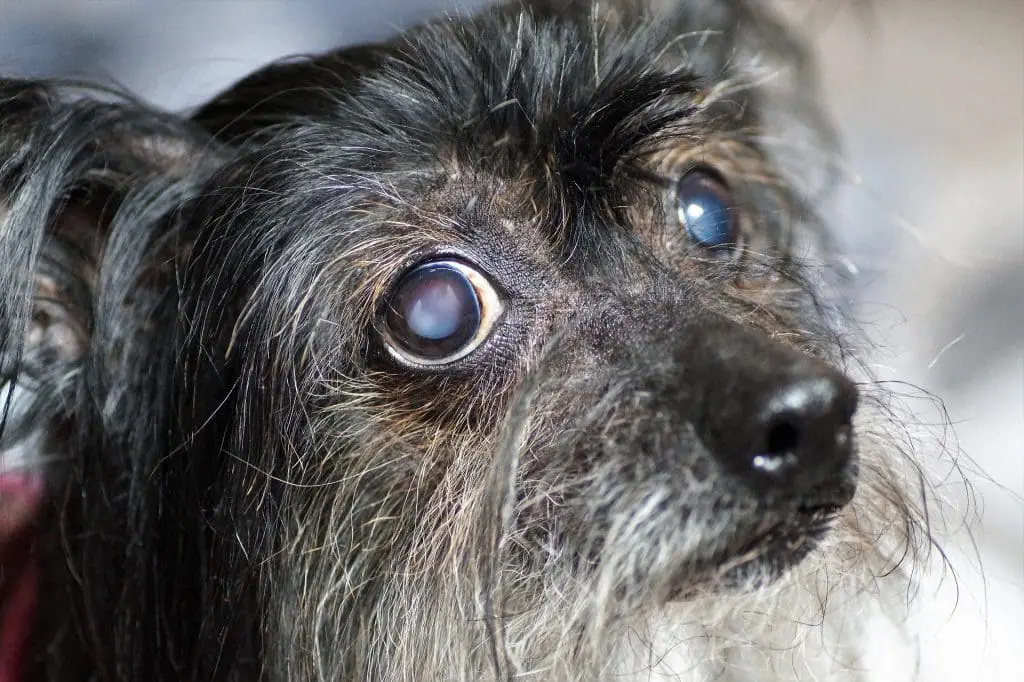 A closeup of a dog with cataracts.