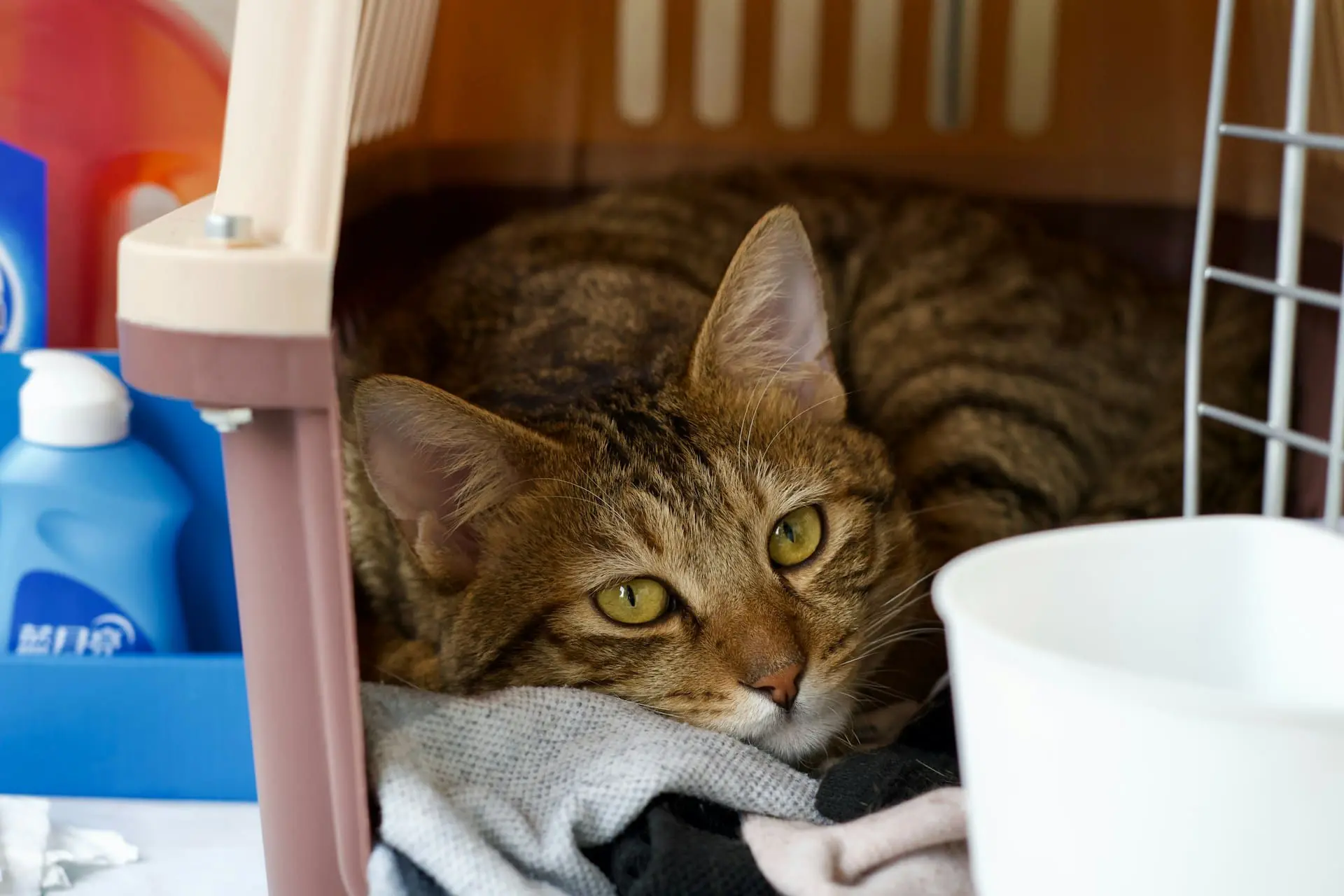 a cat is laying in a carrier so she can be transported safely to the vet