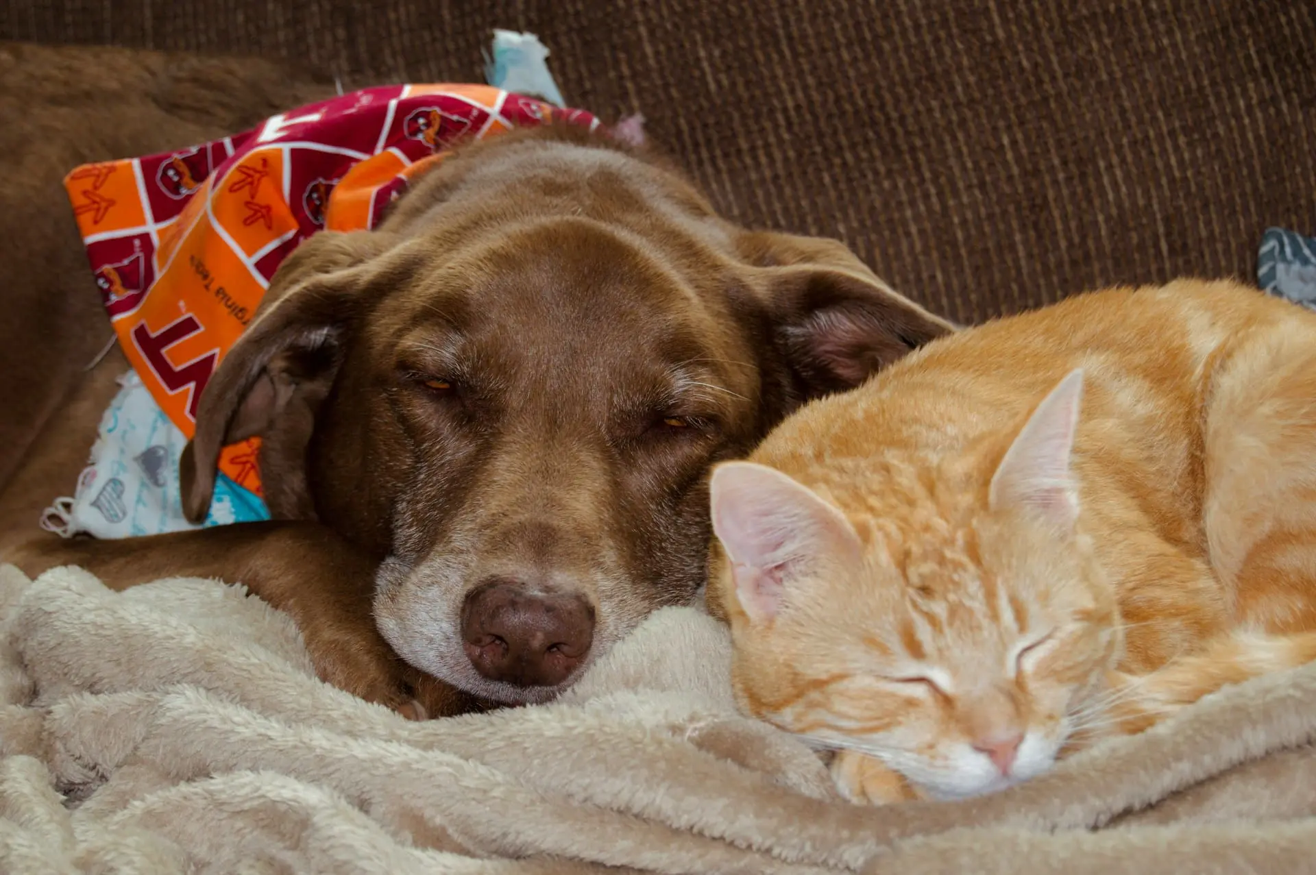 a brown dog and an orange cat are sleeping together