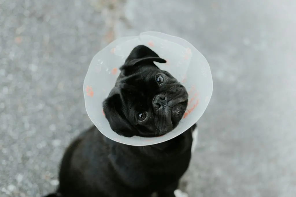 black bulldog wearing veterinary cone
